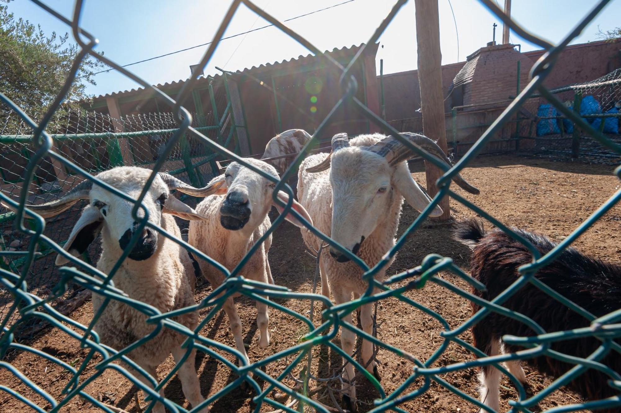 Ferme Sidi Safou & Agroturismo *
