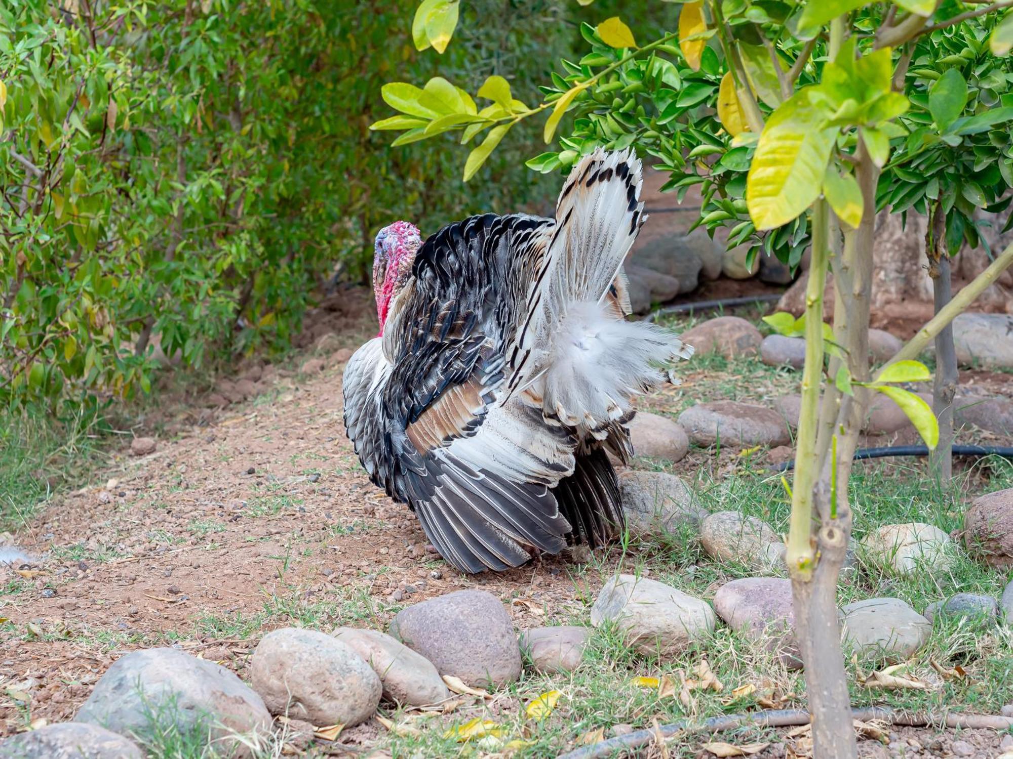 Ferme Sidi Safou &