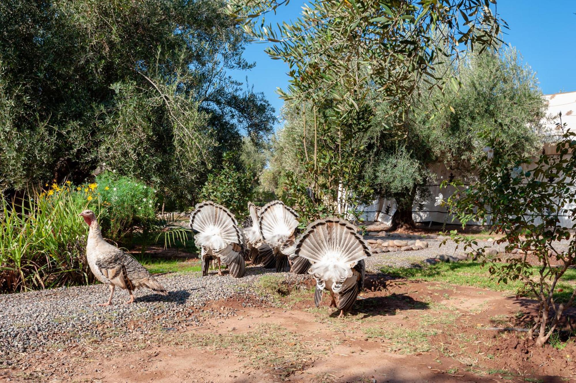 Agroturismo Ferme Sidi Safou & Marrakesh
