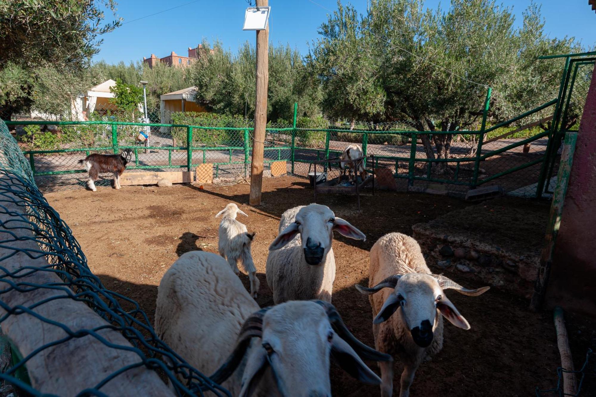 Ferme Sidi Safou &
