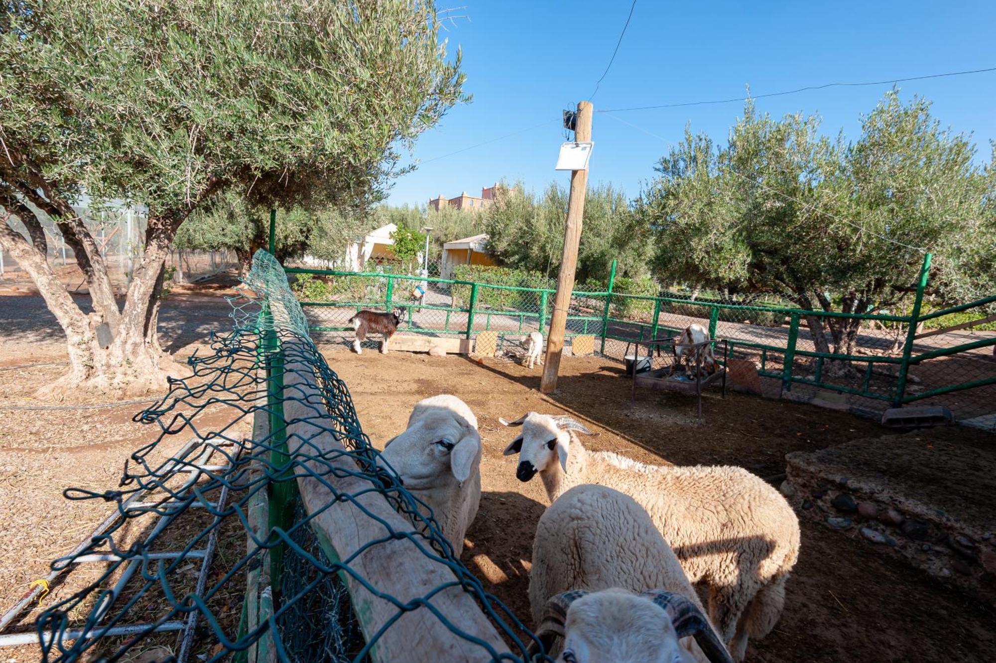 Agroturismo Ferme Sidi Safou &