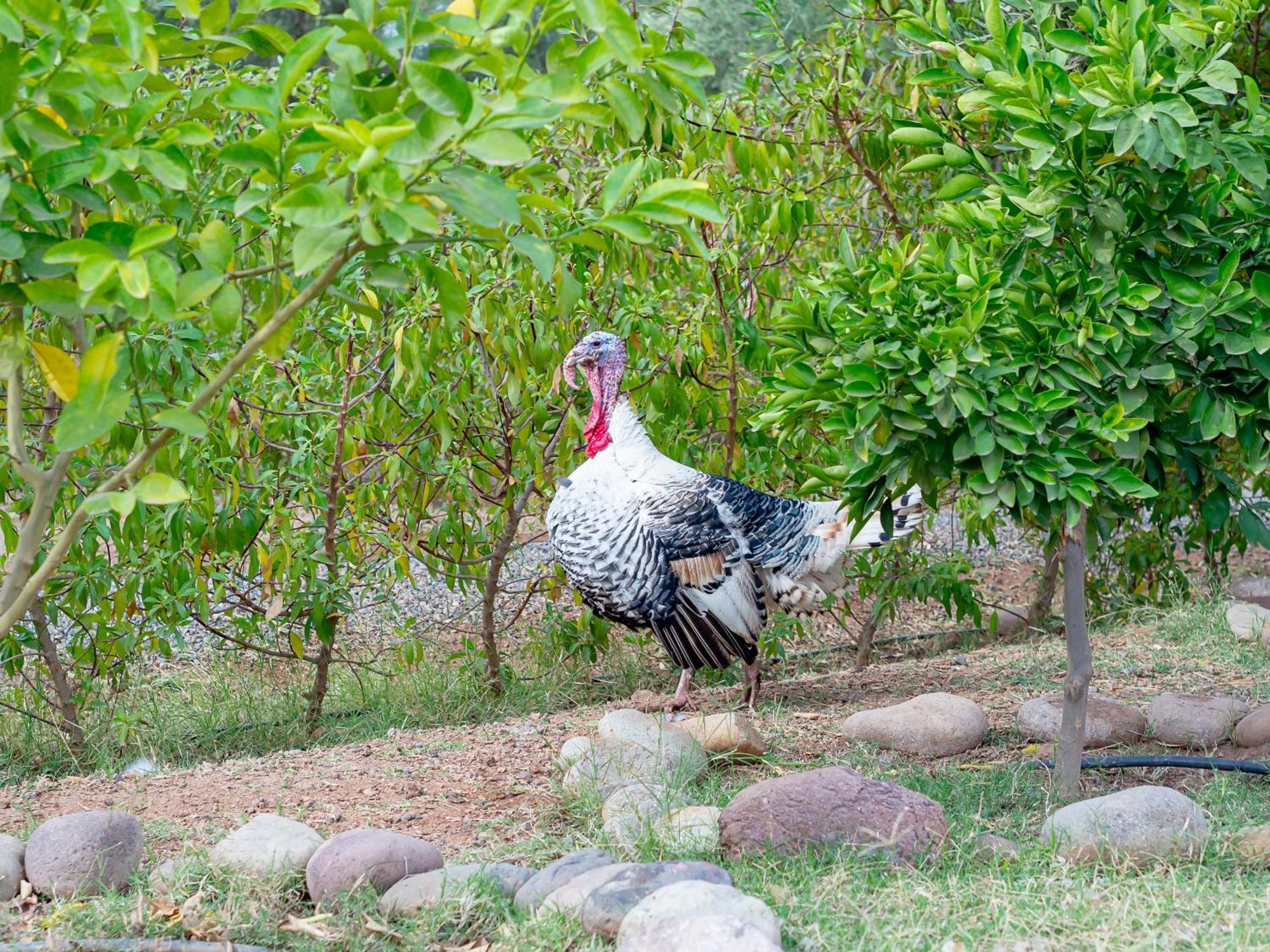 Ferme Sidi Safou & *