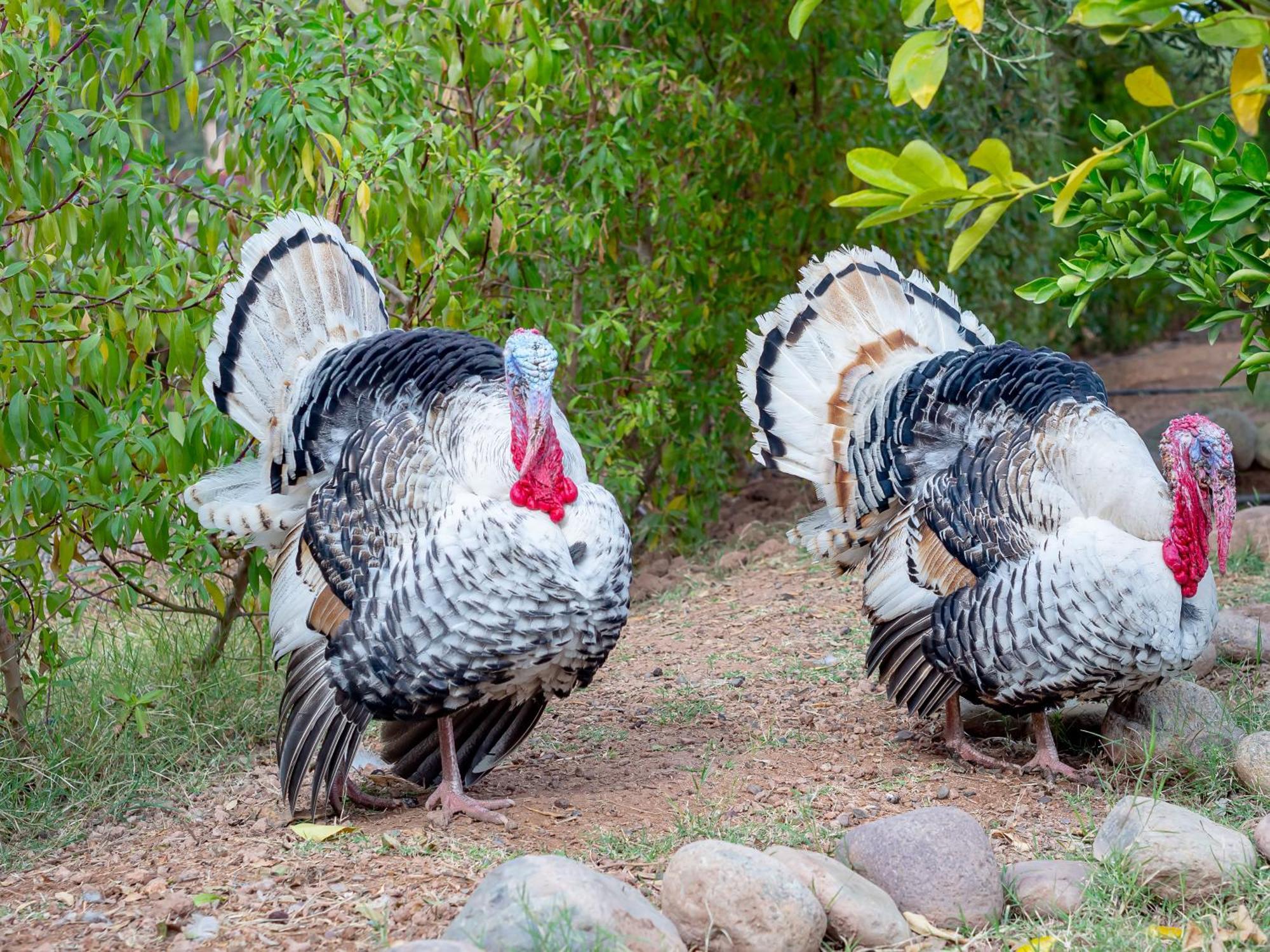 Agroturismo Ferme Sidi Safou &