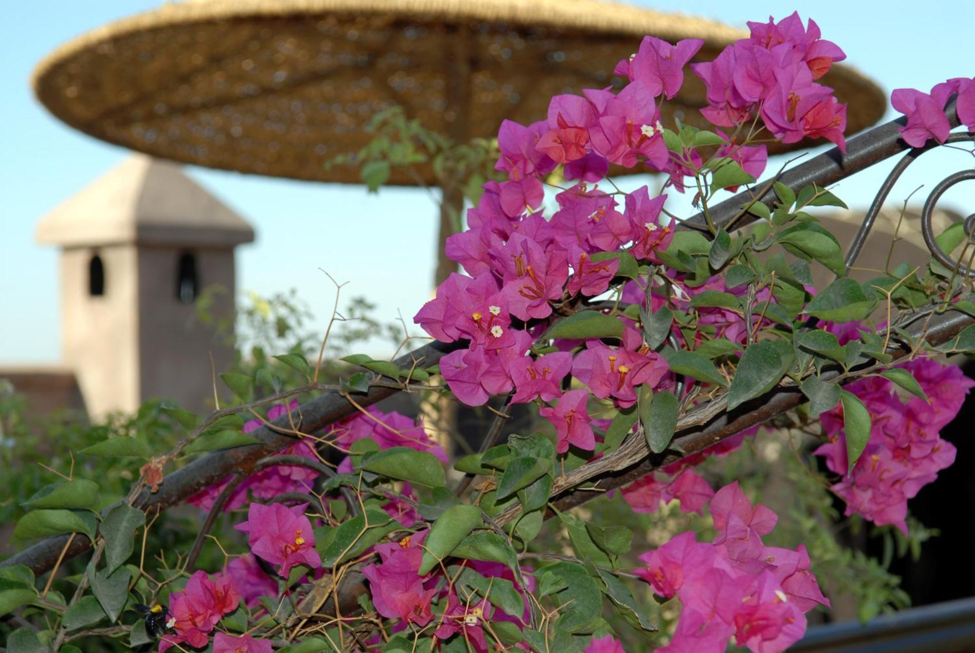 Riad Mehdia 3*