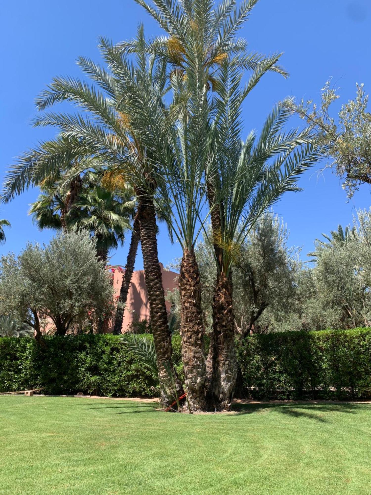 Avec Piscine Privatisee A La Palmeraie Marrakesh