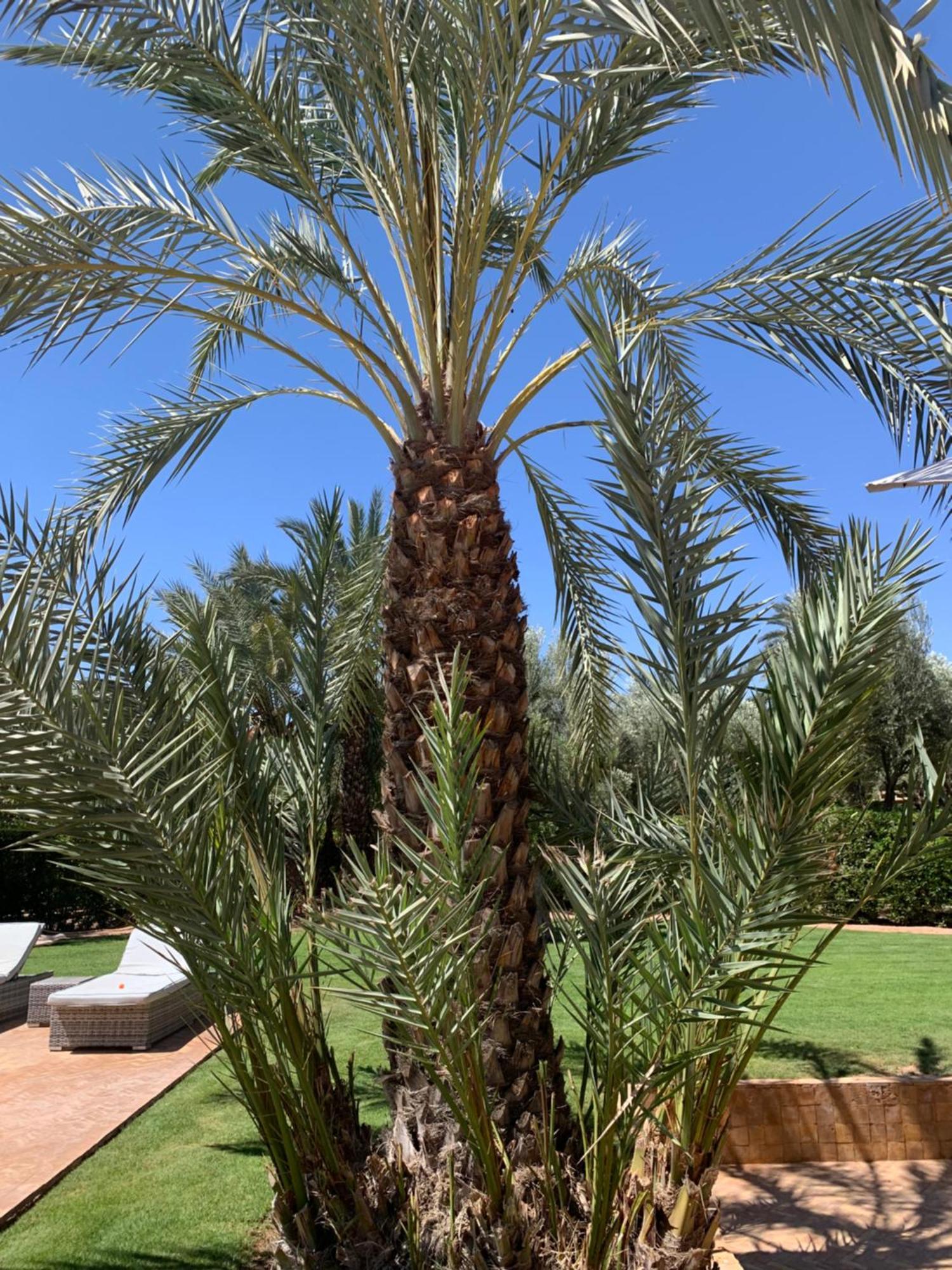 Villa Avec Piscine Privatisee A La Palmeraie Marrakesh