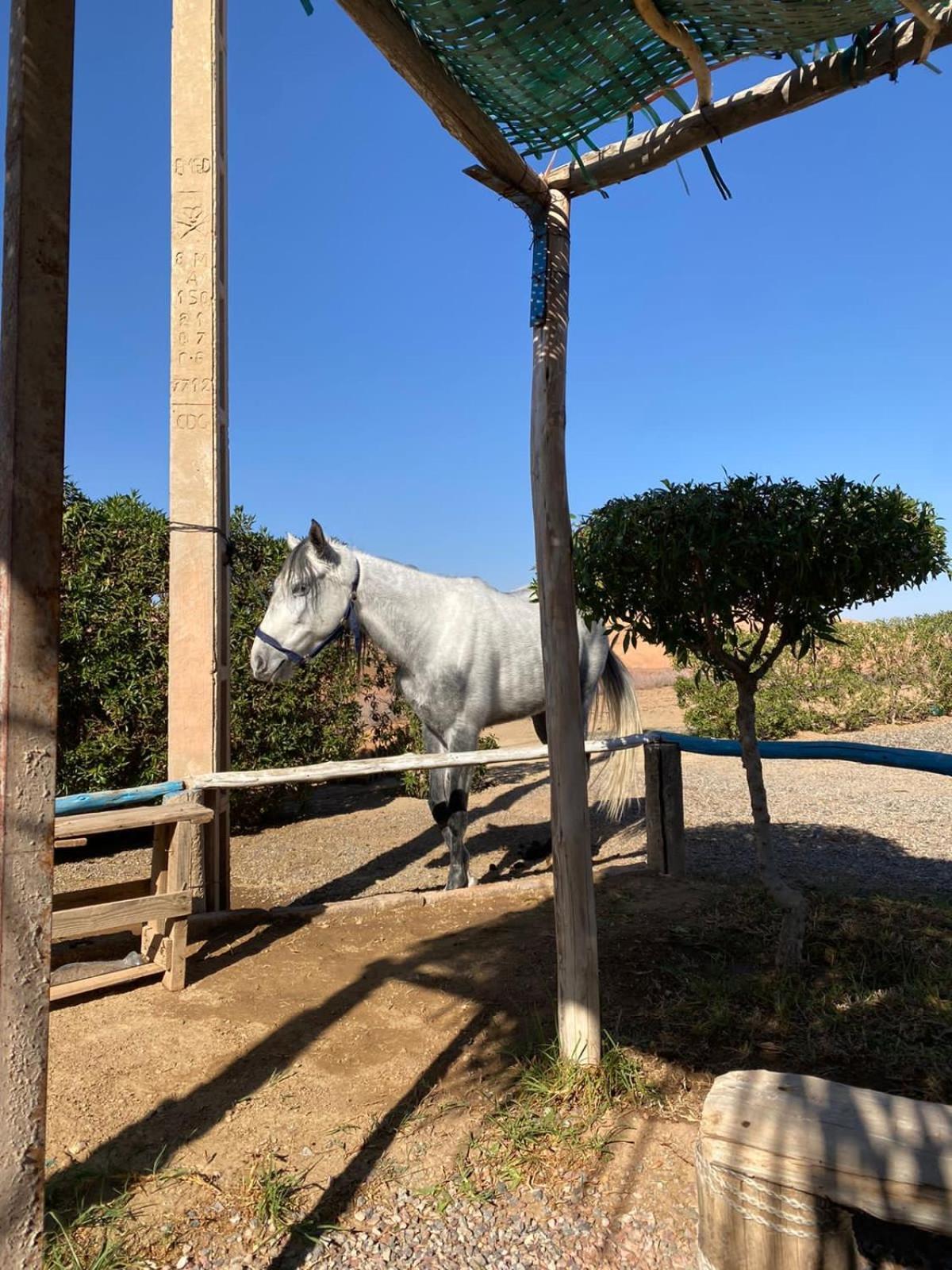 Estadia no rancho Les Cavaliers Chez Yassine Marraquexe