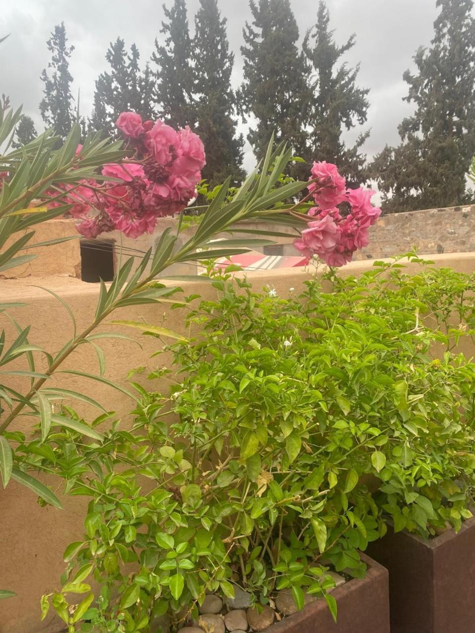 Dar Dalia * Marrakesh