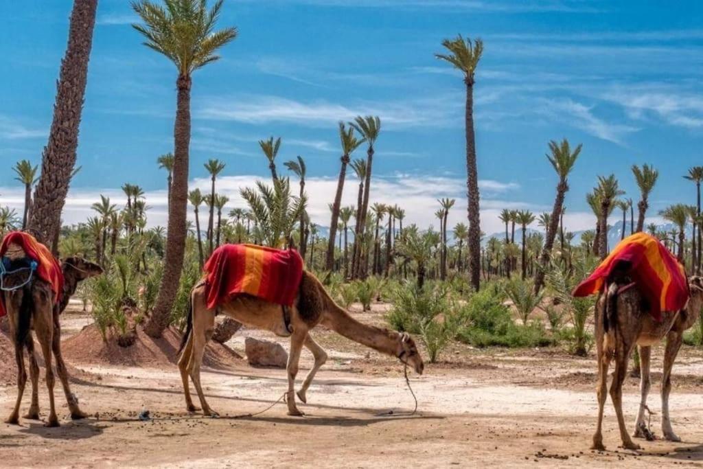 Dreamscape Oasis Marrakech Palmeraie Marrakesh