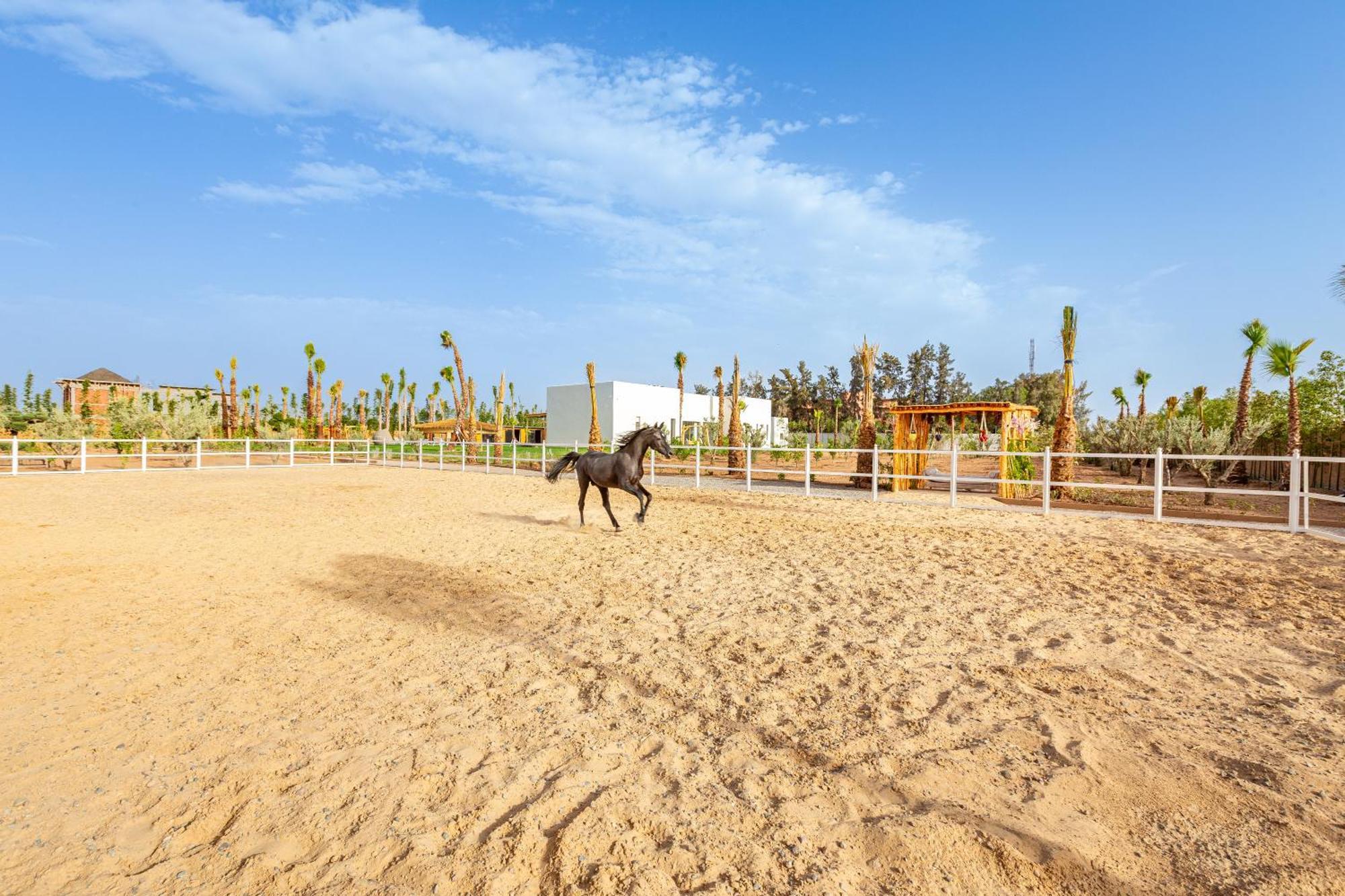 Tropicana, Elegeance, Exotisme,piscine,jacuzzi Marrakesh