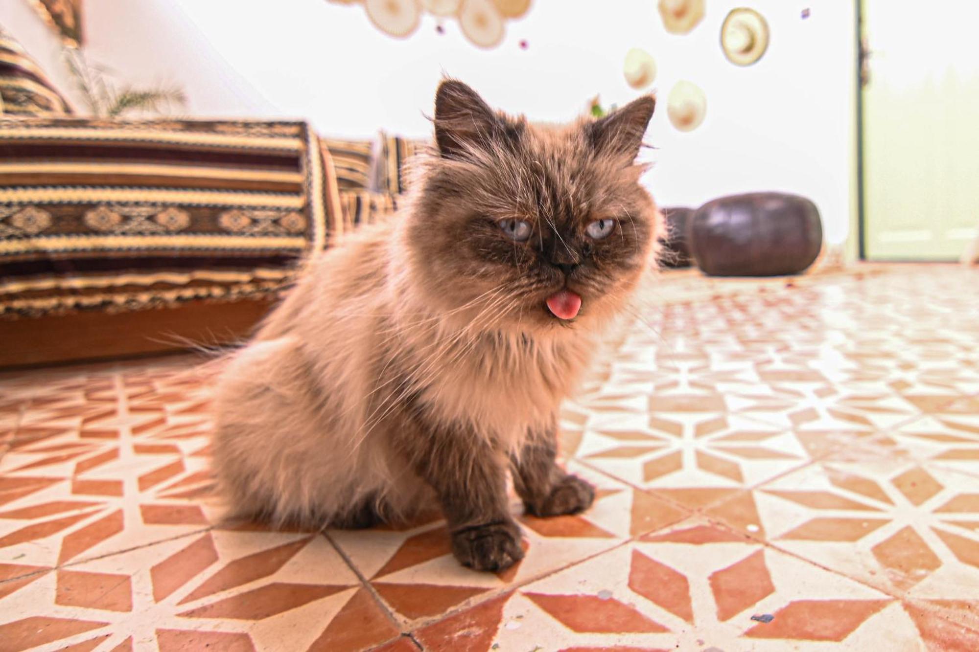 Oasis Medina Marrakesh