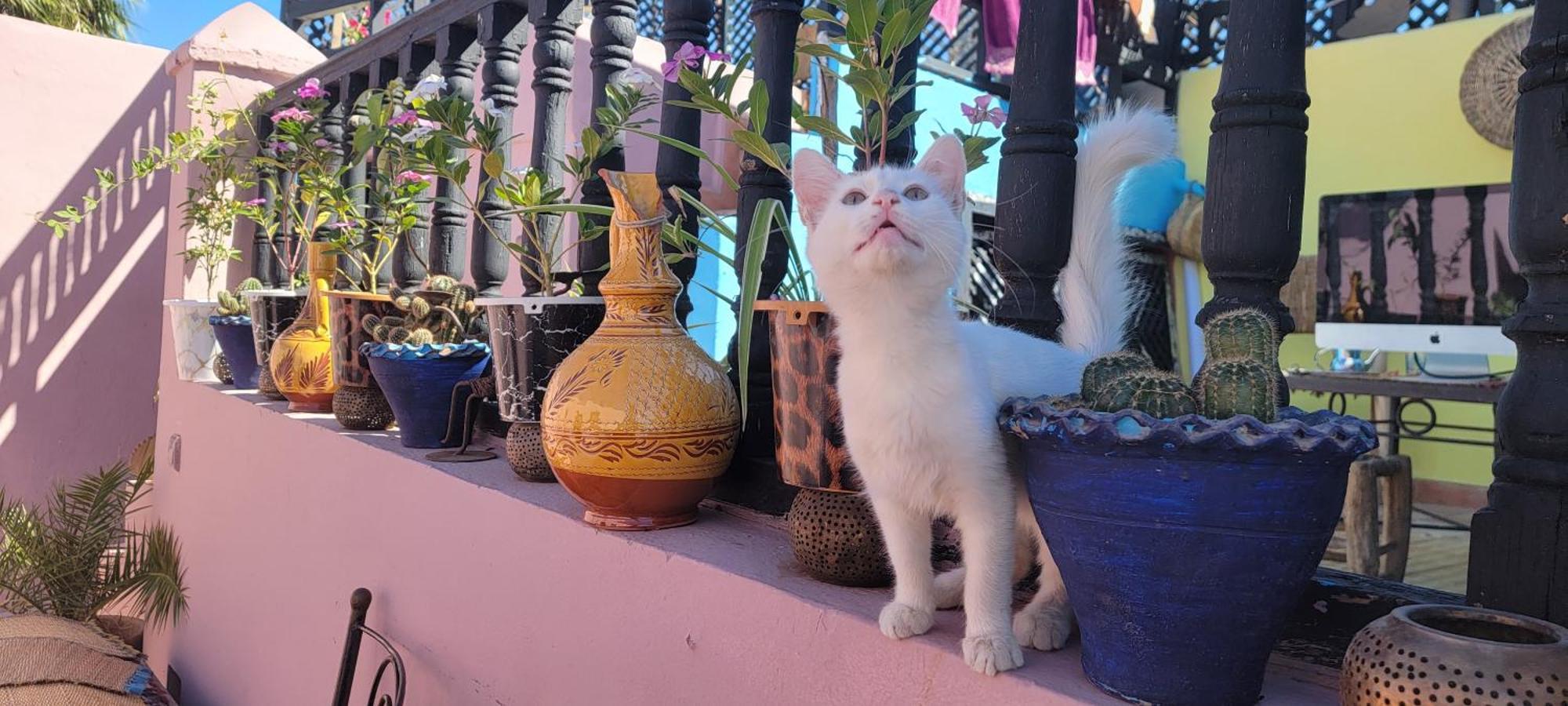Mamma Marrakech Riad Marrakesh