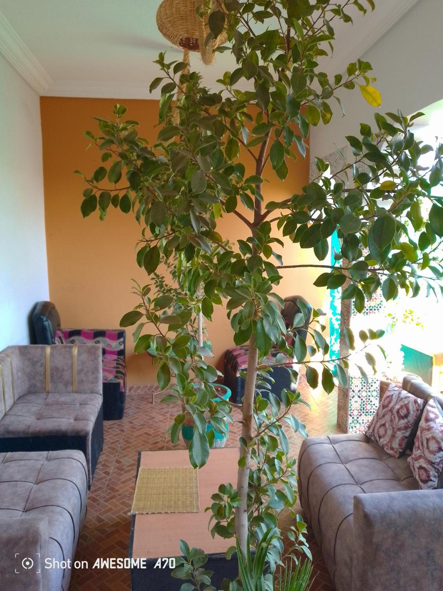 Guests House With View Rooftop Riad