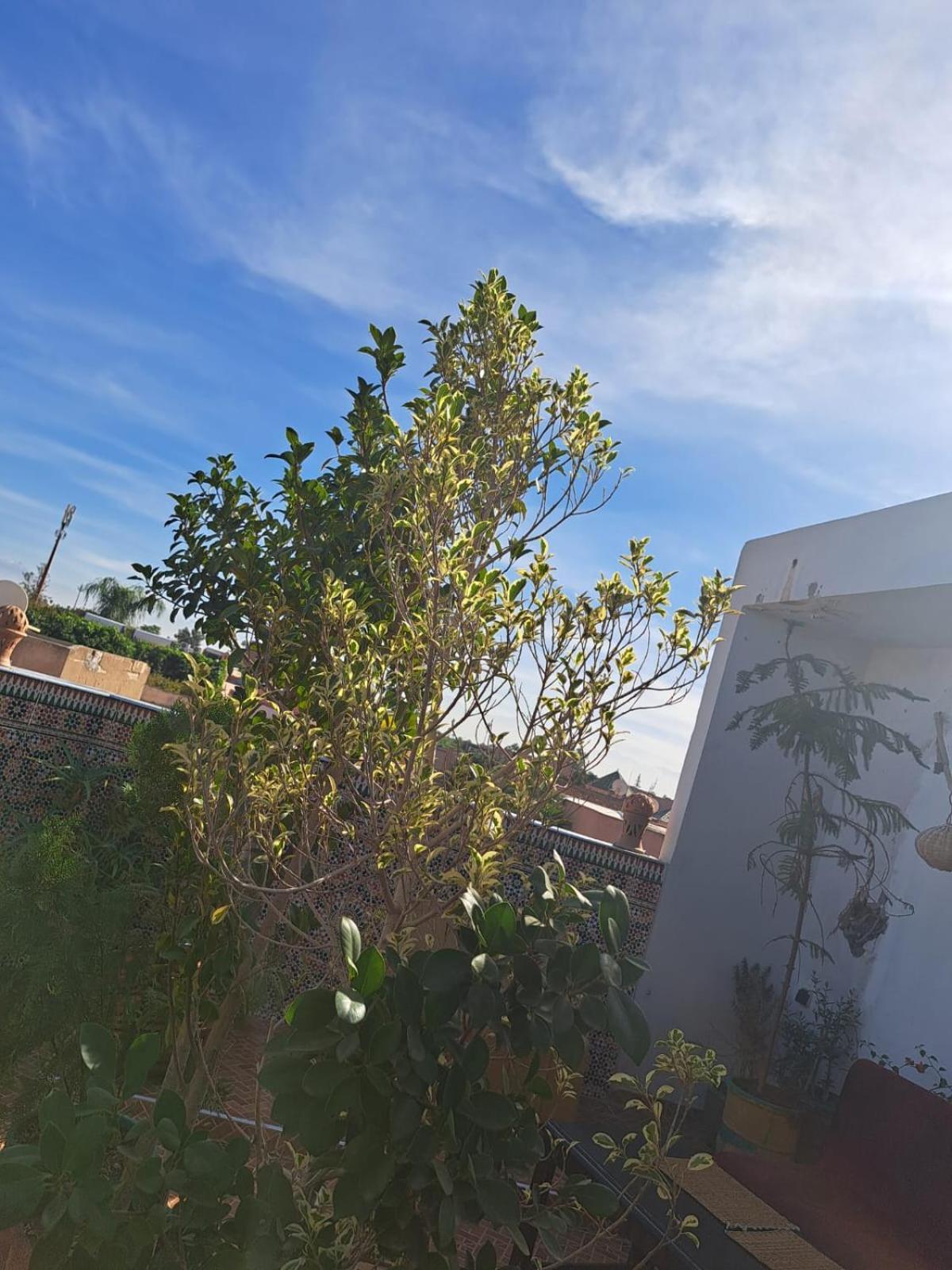 Guests House With View Rooftop Marrakesh