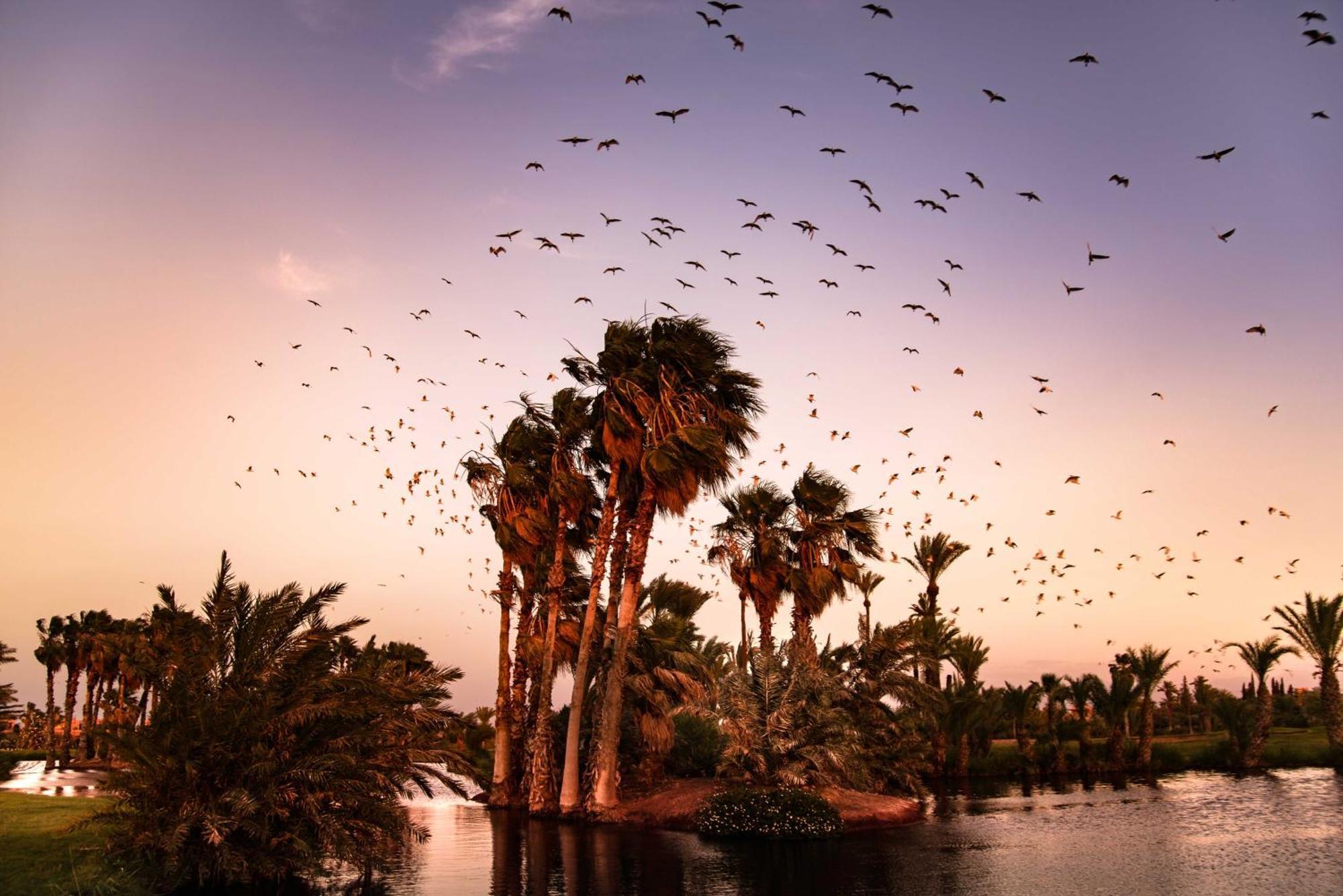 Pickalbatros Du Golf Hotel 5*