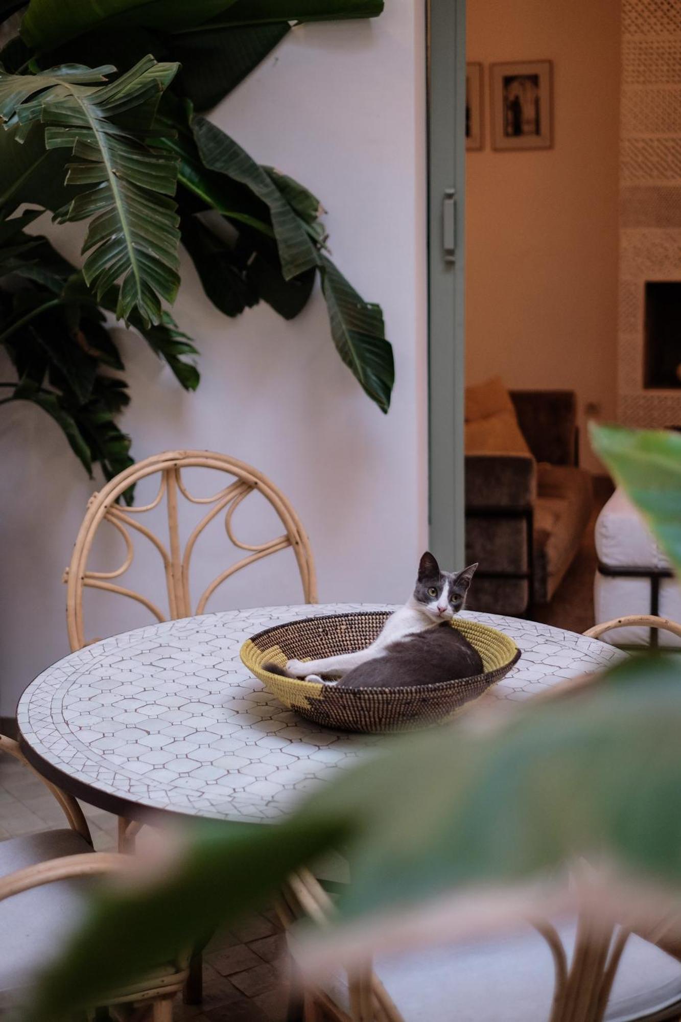 Danka Riad Marrakesh