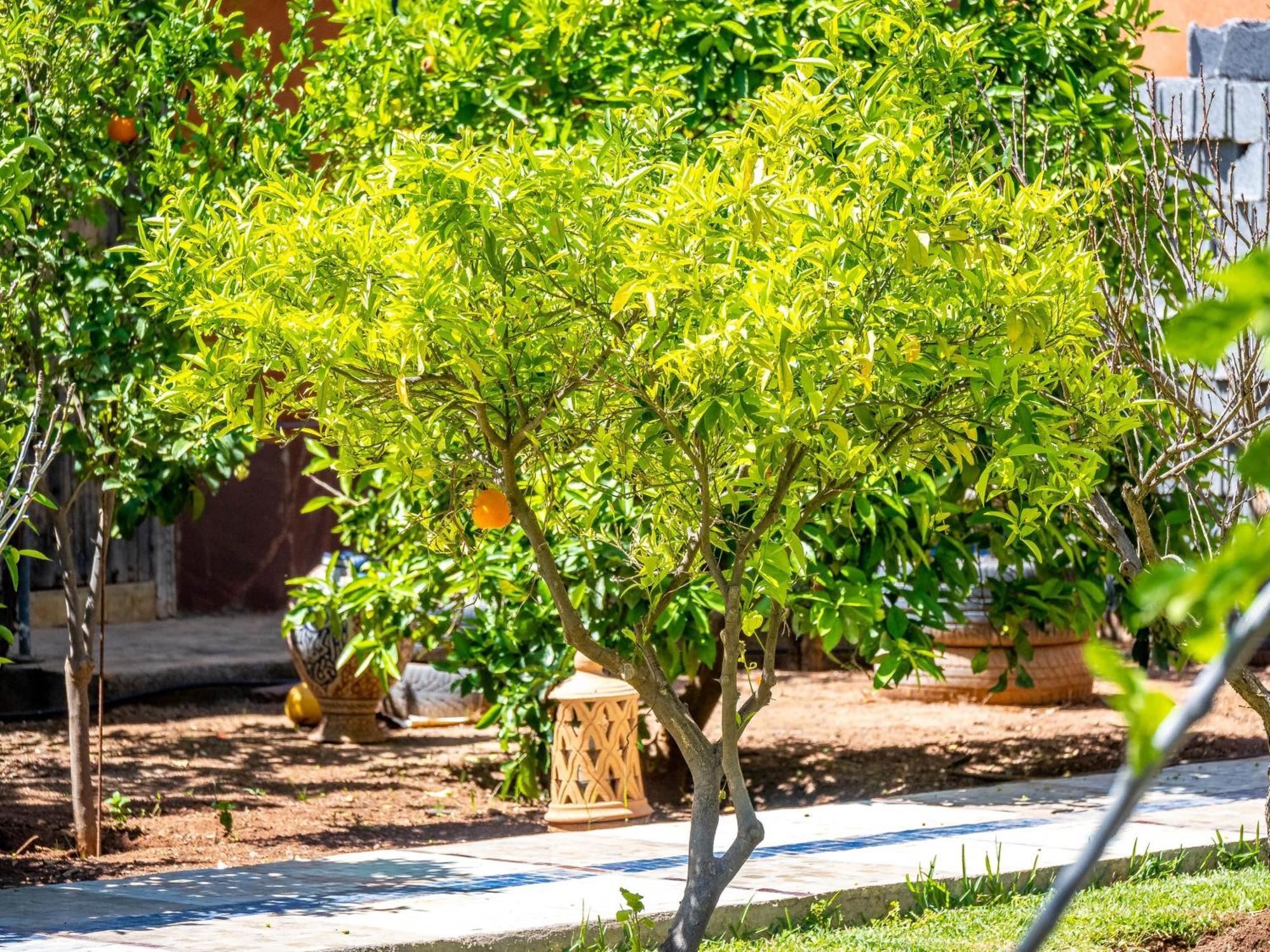 Citronnelle Marrakesh