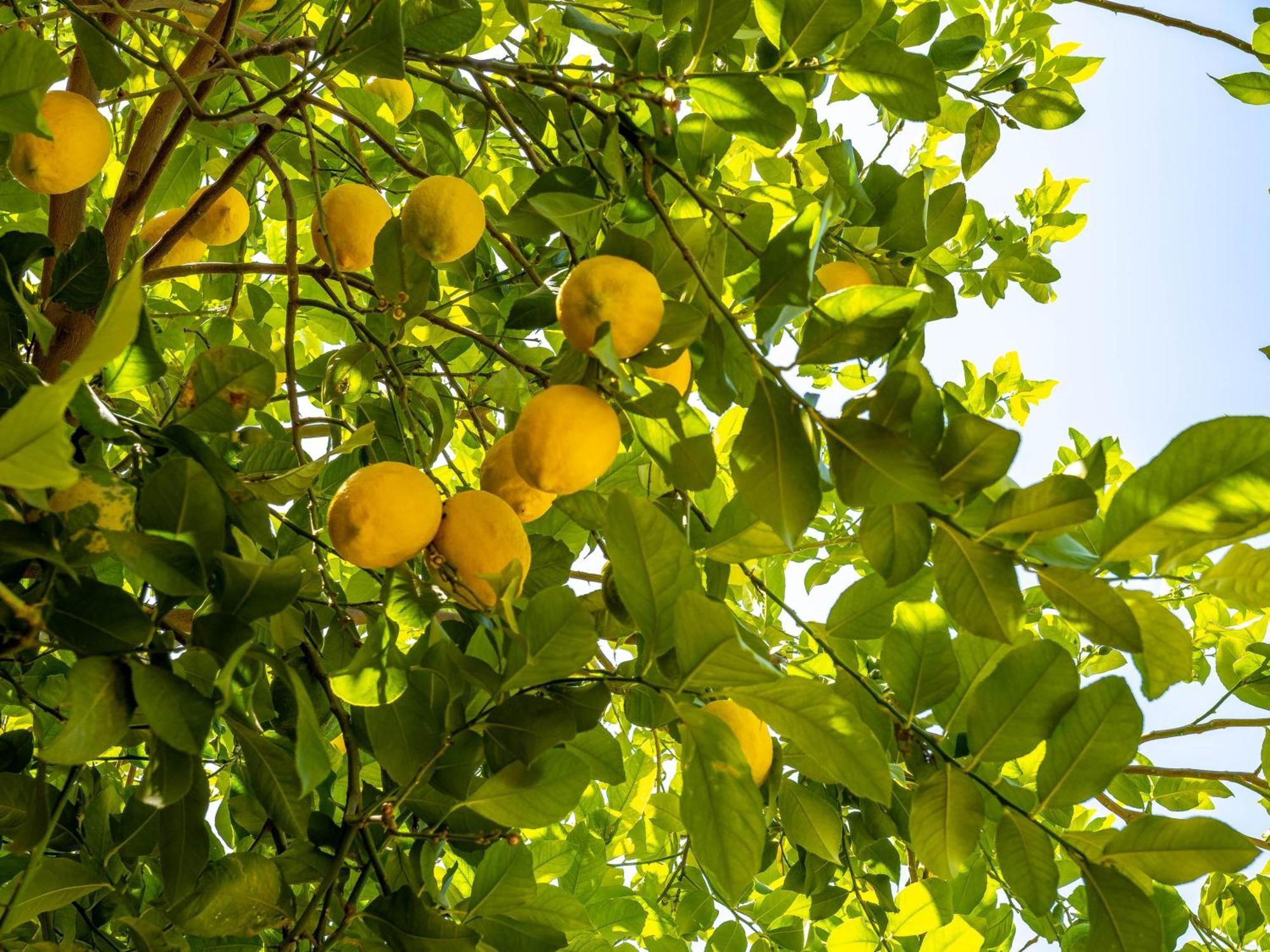 Citronnelle Riad
