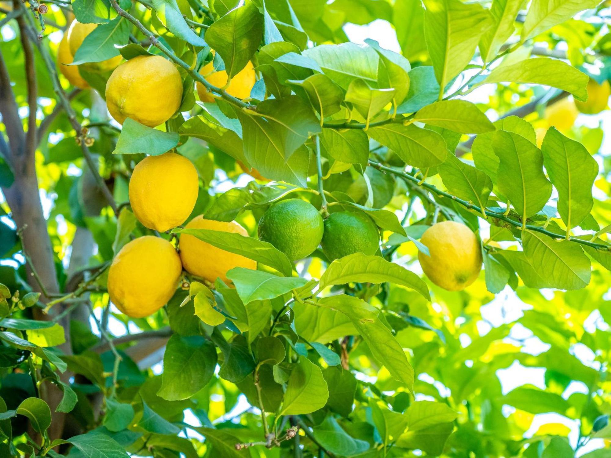 Citronnelle Riad Marrakesh