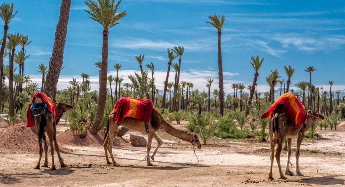 Le Joyau Du Centre - Marrakech *
