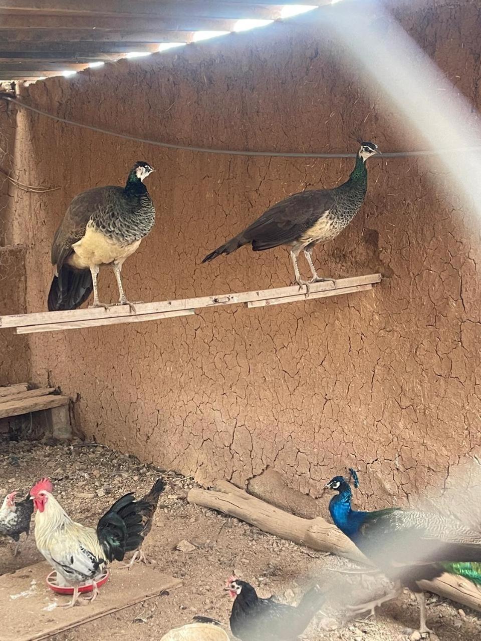 Homestay Oussari Marrakesh