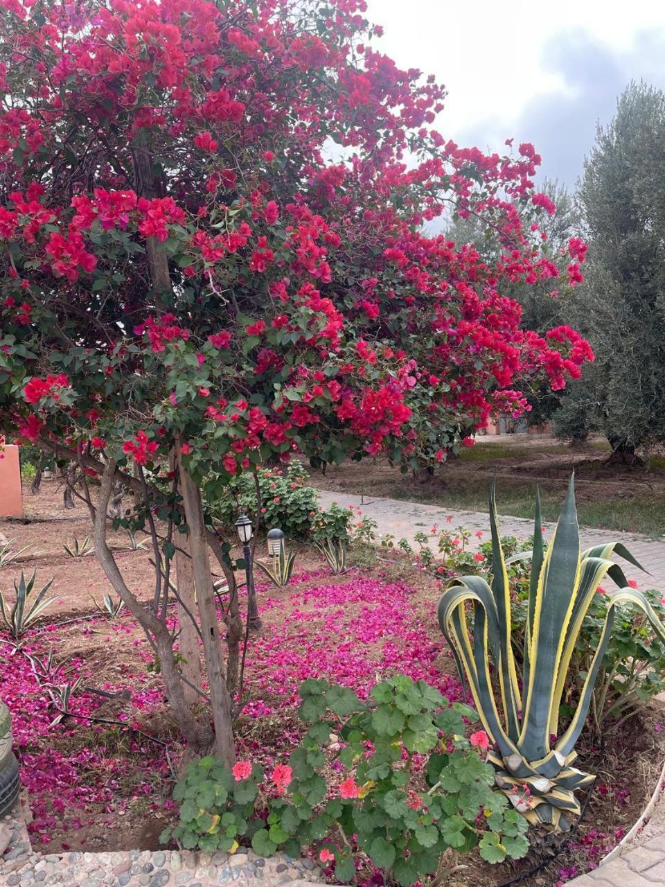 Oussari Marrakesh