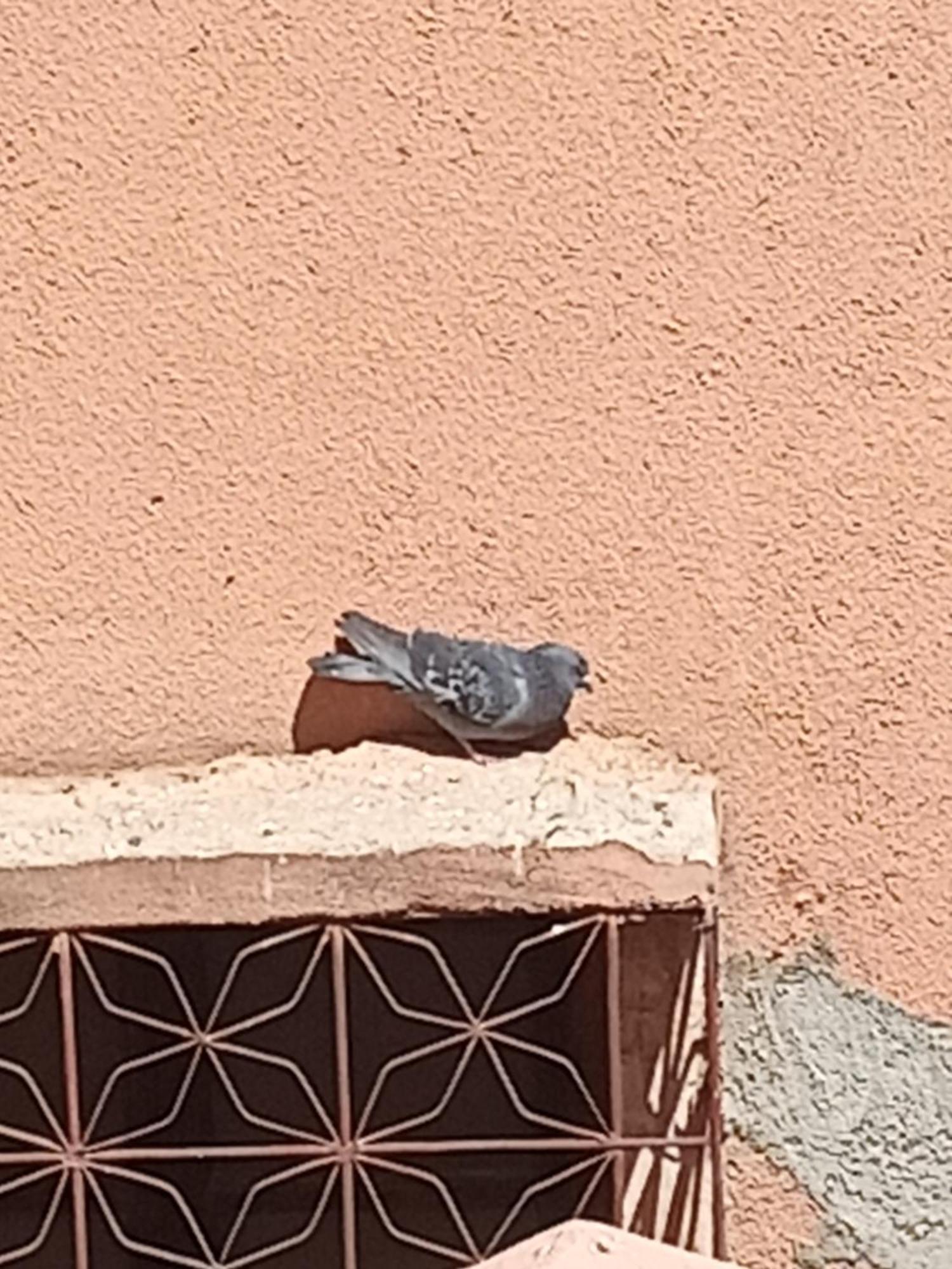Guiliz Marrakesh