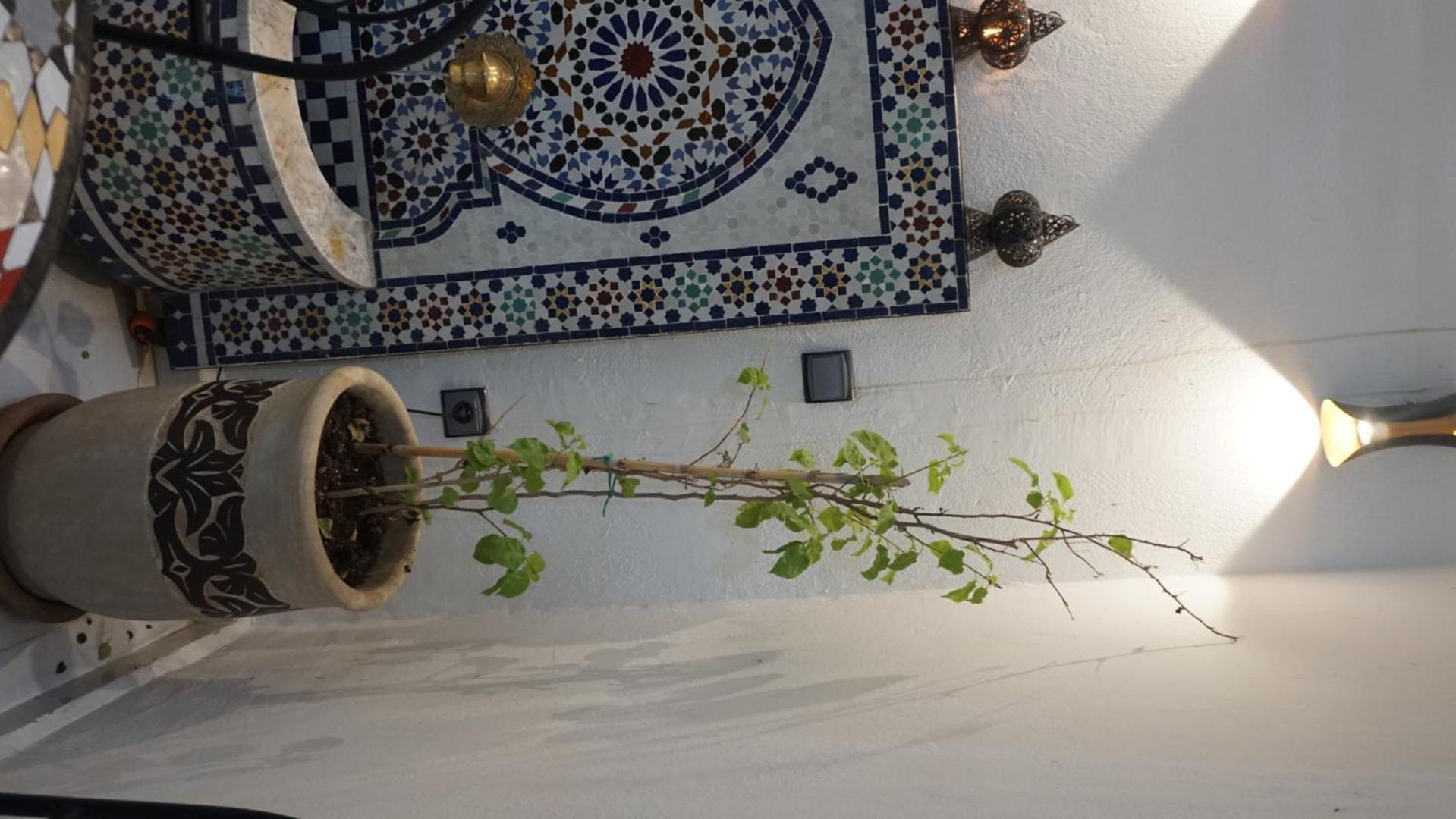 Apartment Dar Lakbira In Gueliz With Pool