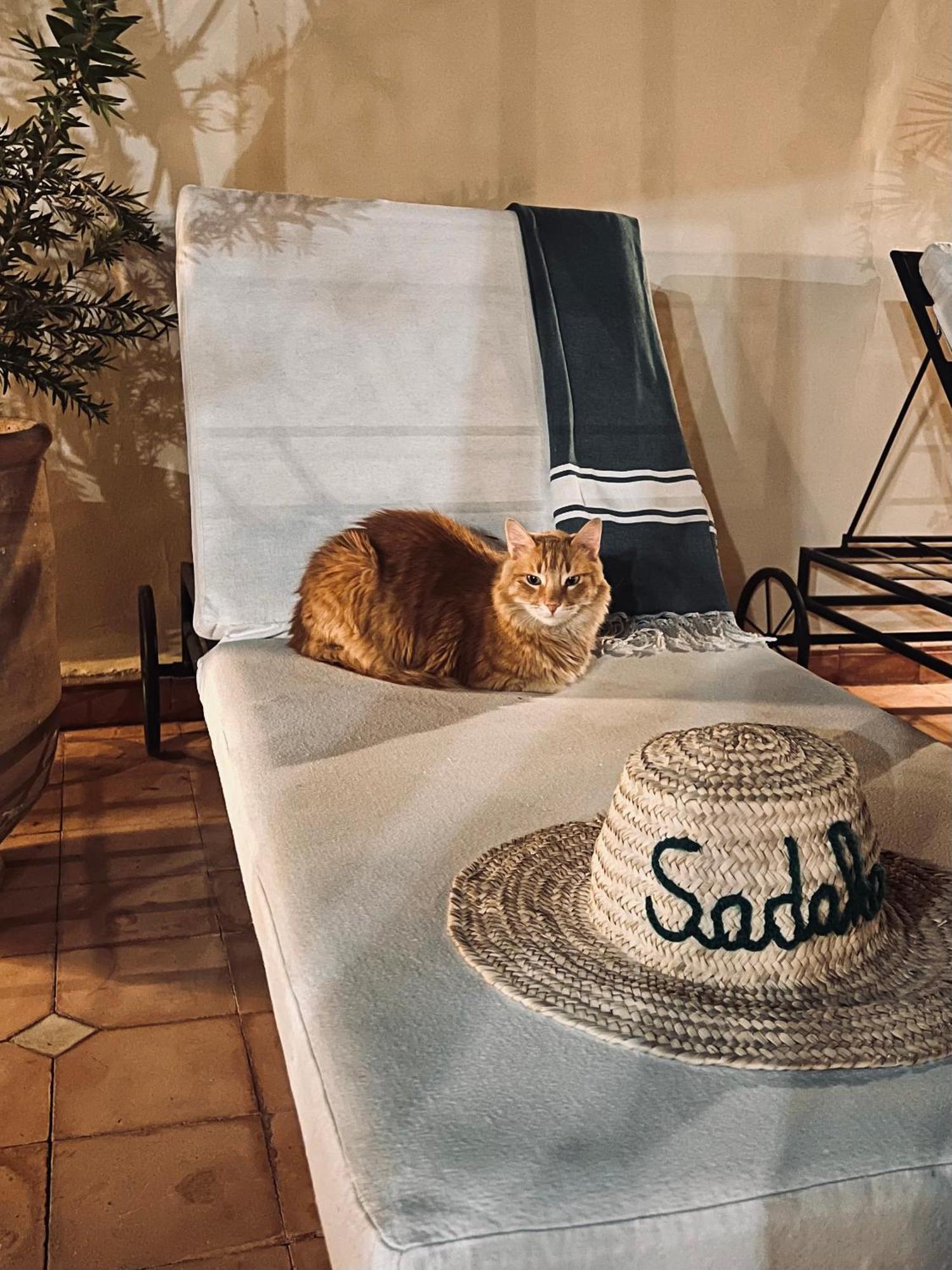 Prive Sadaka Bassin Rooftop Marrakesh