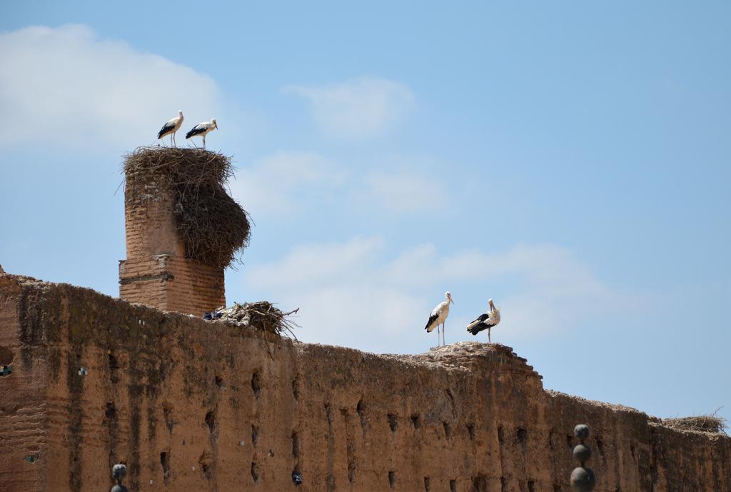 Riad Palmier (adults Only)