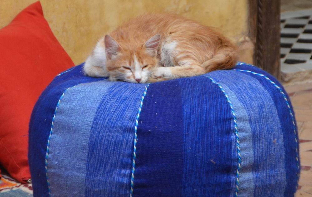 Les Fees Riad