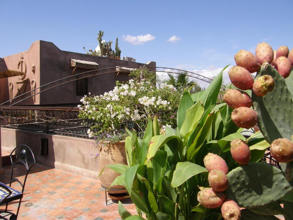 Mehdia Marrakesh