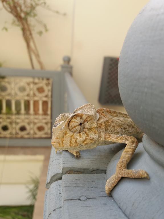 Riad Dar Andamaure Marrakesh