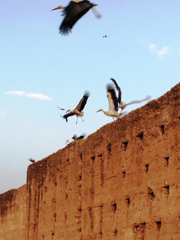 Carina Riad Marrakesh