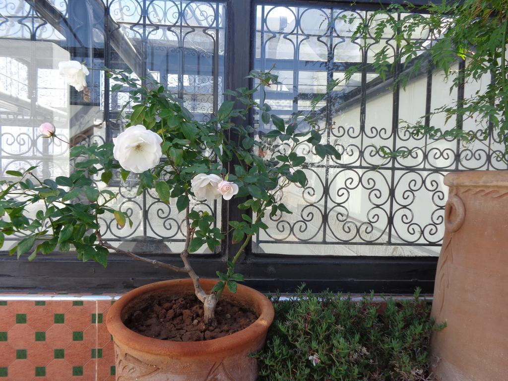 Mouna Riad