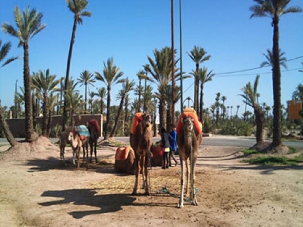 Riad Tahar Oasis