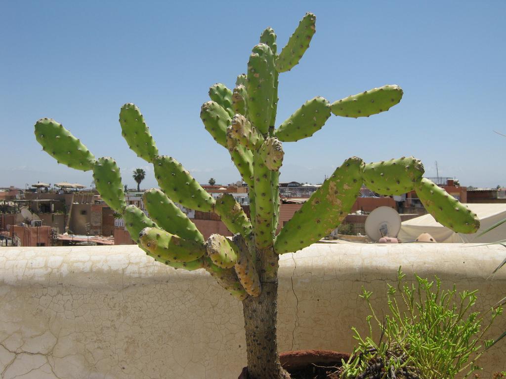 Douarskoll Marrakesh