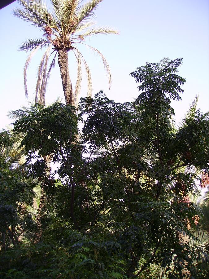 Avec Vue Jardin/majorelle Apartment Marrakesh
