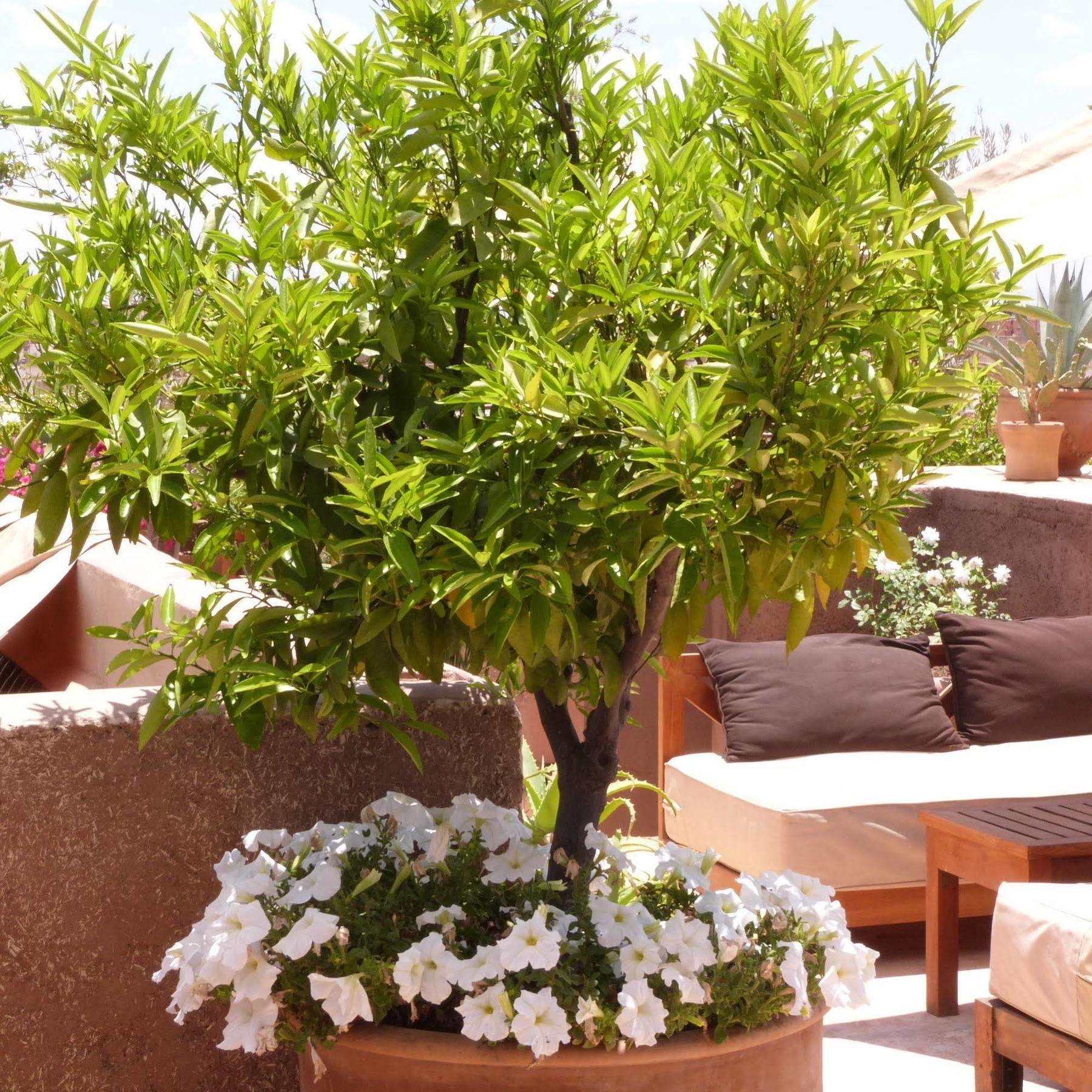 Riad Al Ksar & Marraquexe