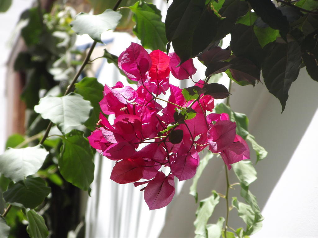 Les Bougainvilliers