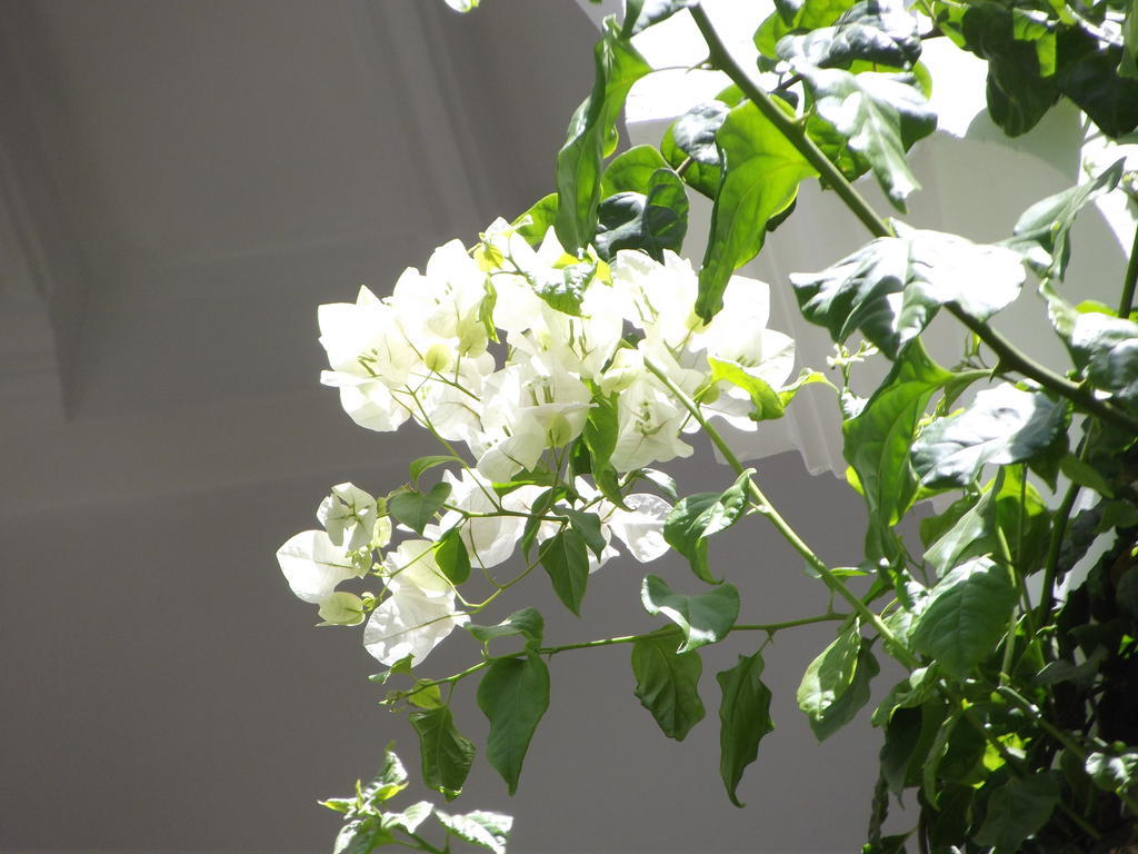 Les Bougainvilliers Riad 4*