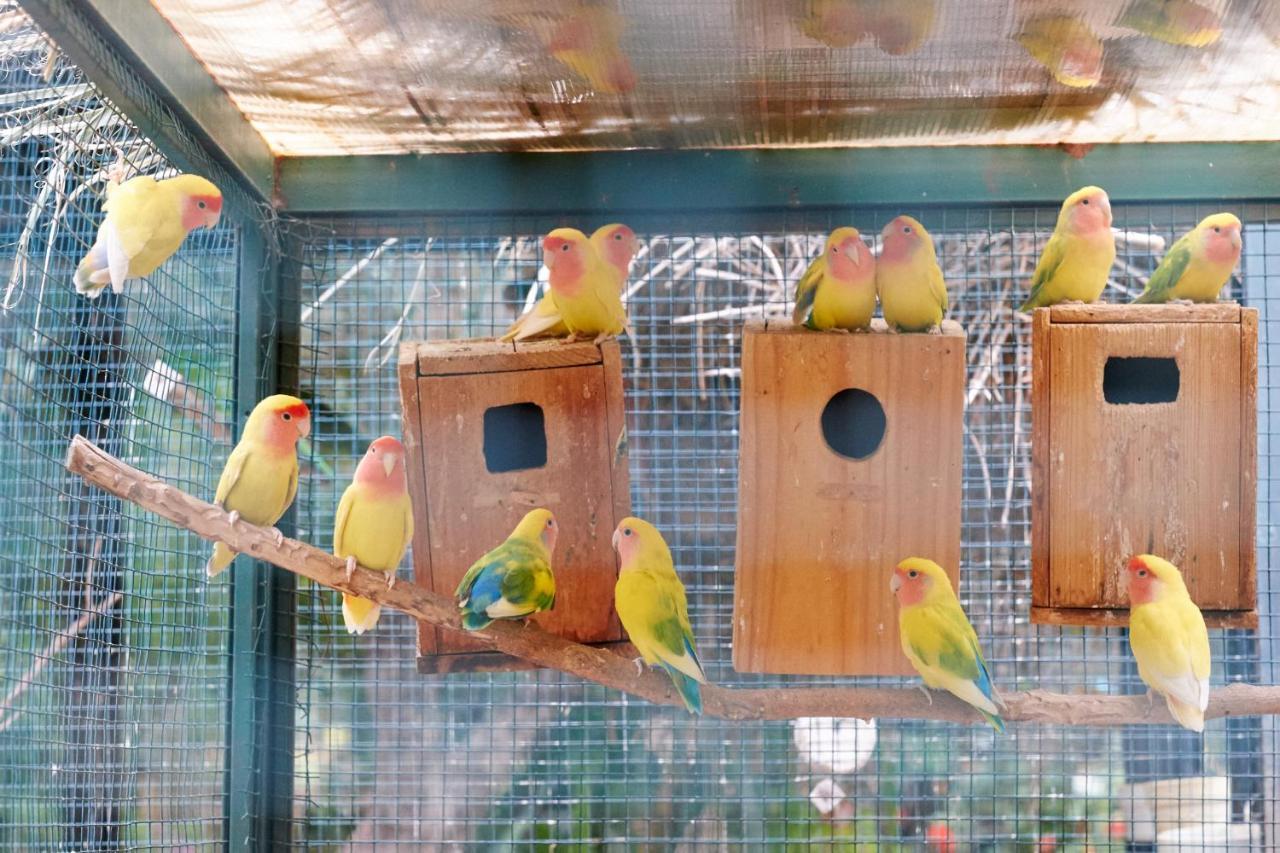 Dar Ayniwen Garden & Bird Zoo 5*