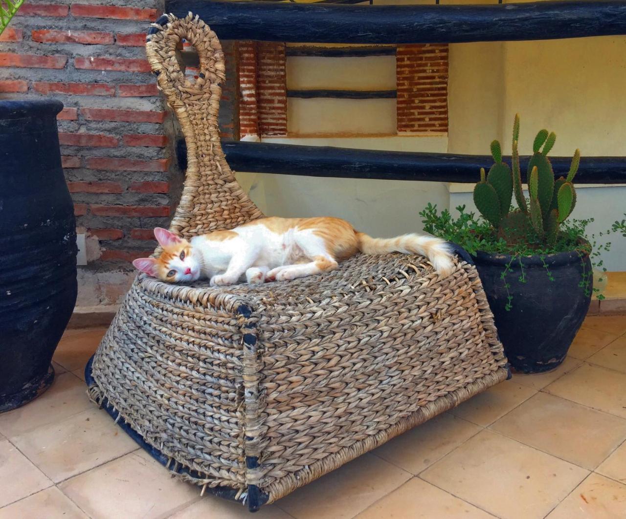 Nejma Lounge Marrakesh