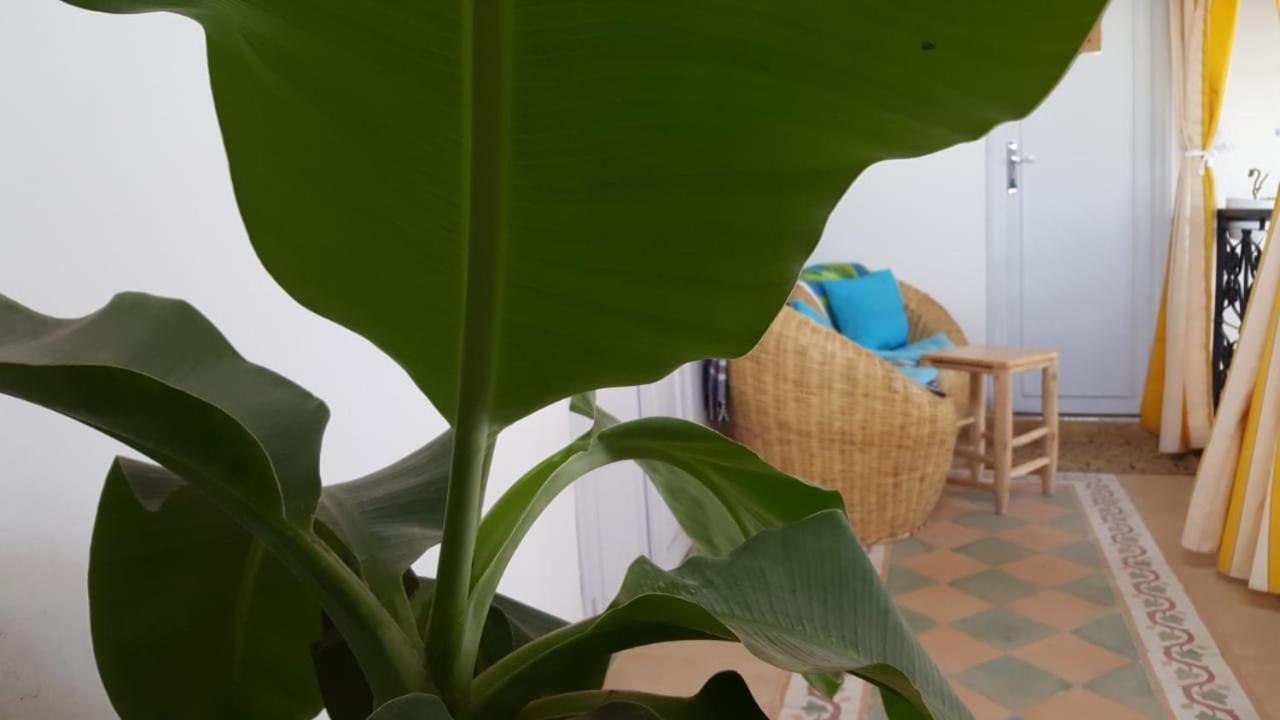 Homestay Medina