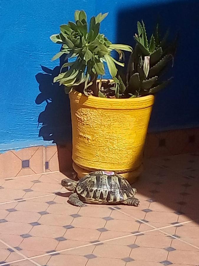 Zinnha Riad 3*