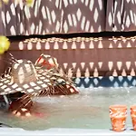 Riad Mazaya