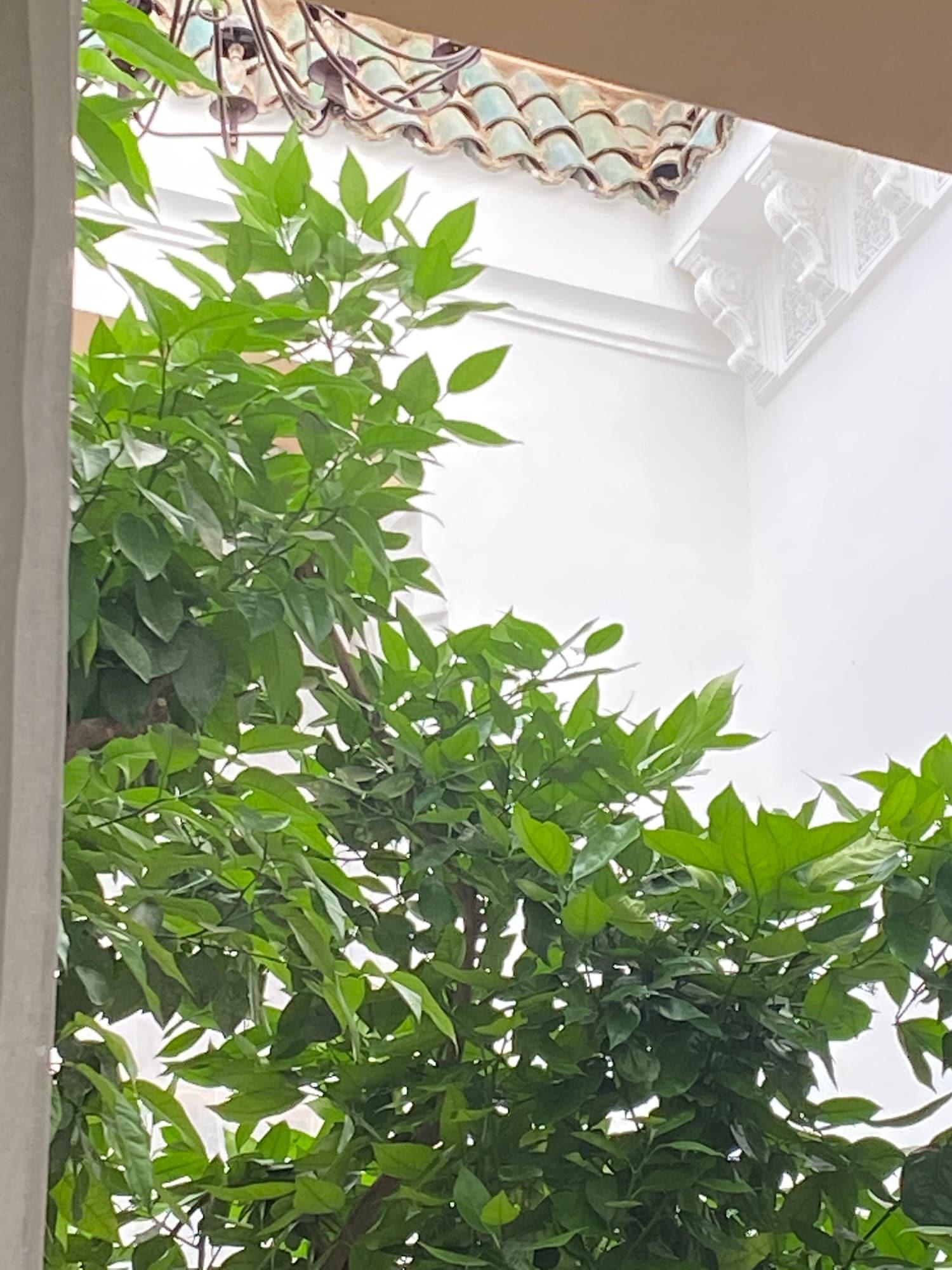 Les Orangers D'alilia Riad