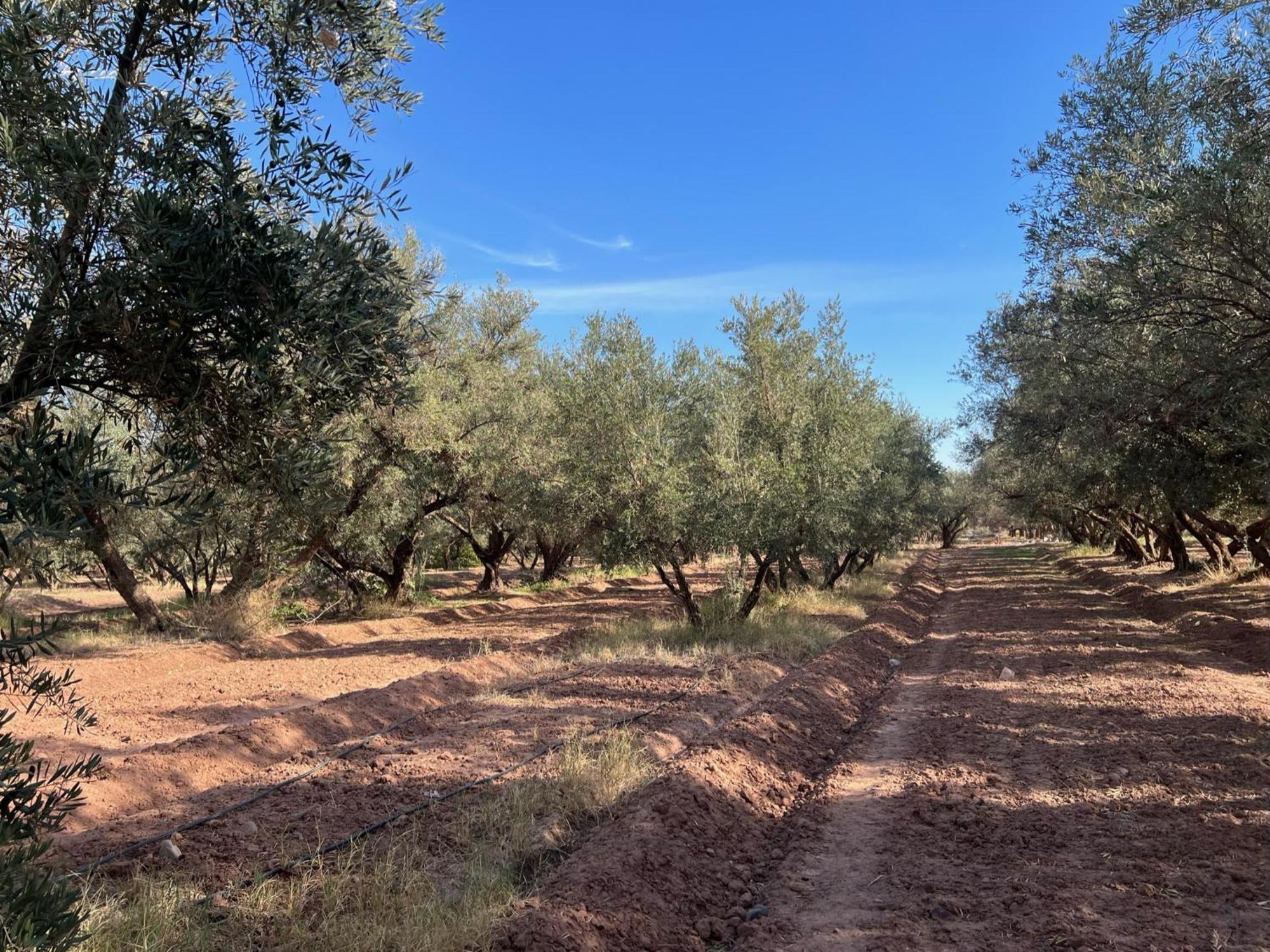Hotel L'oliveraie Jnane Zitoune 4*