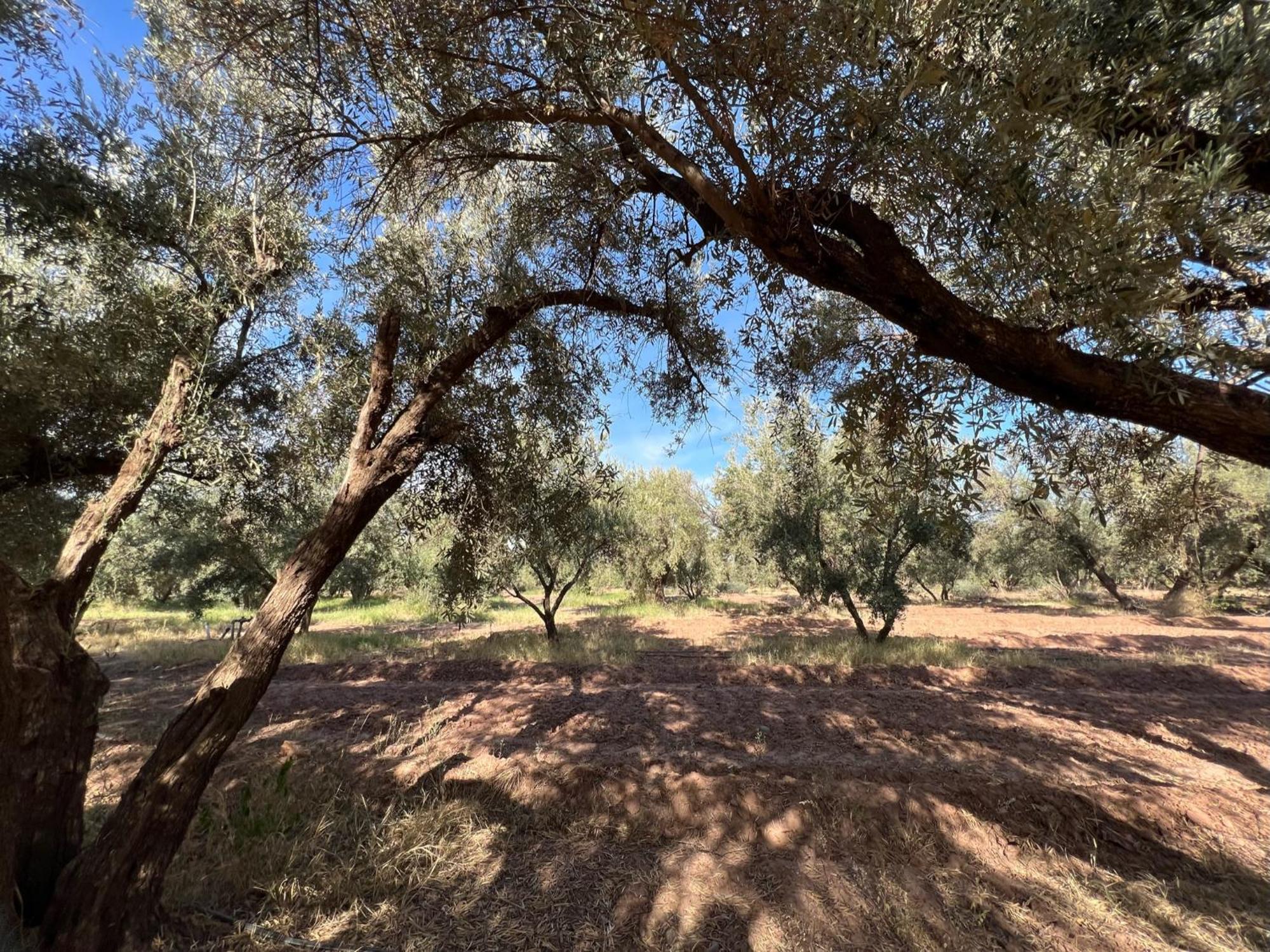 L'oliveraie Jnane Zitoune 4*