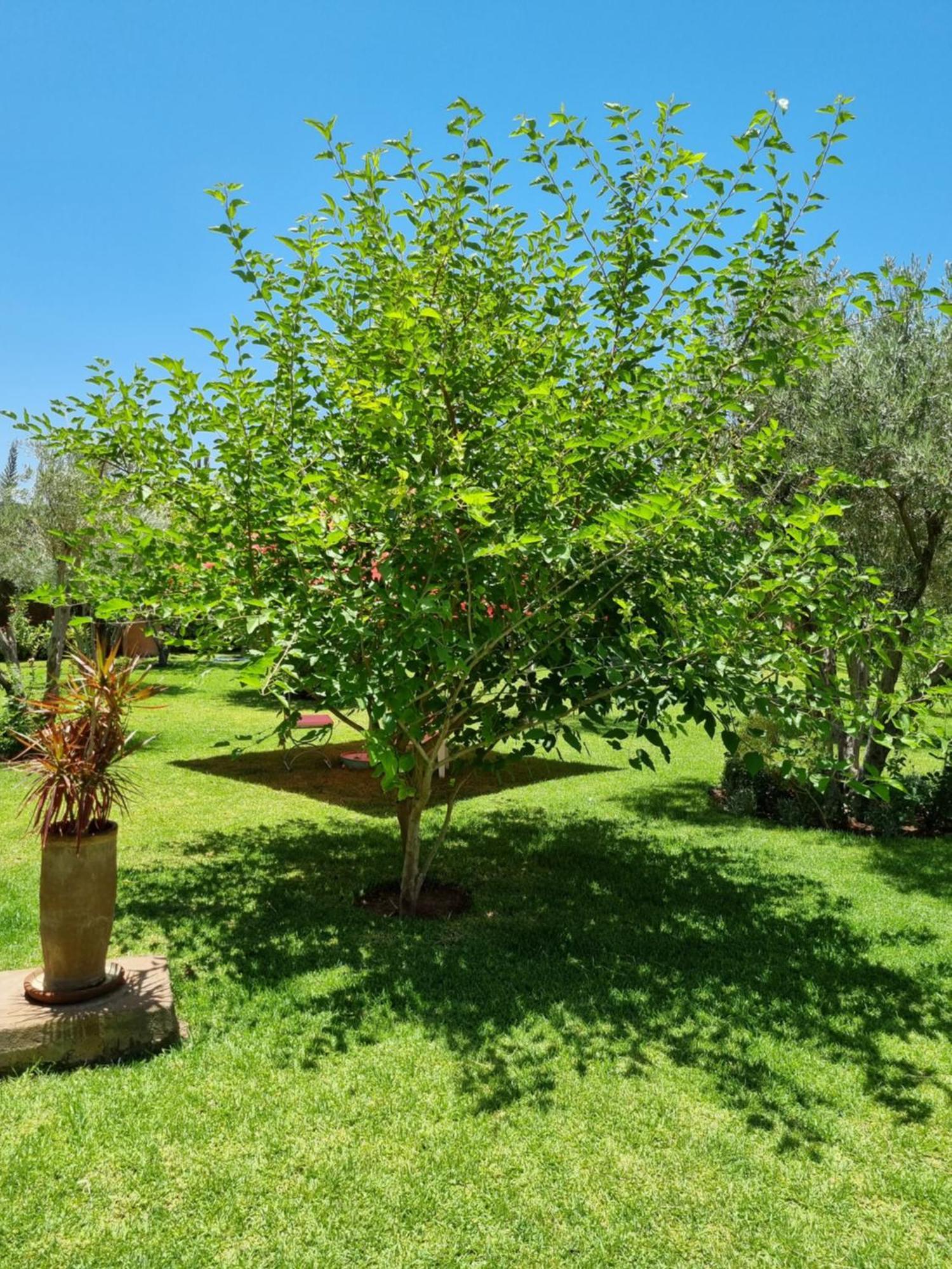Les Deux Citronniers Guest house